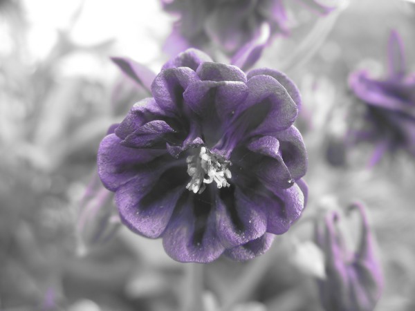 A Hint Of Purple