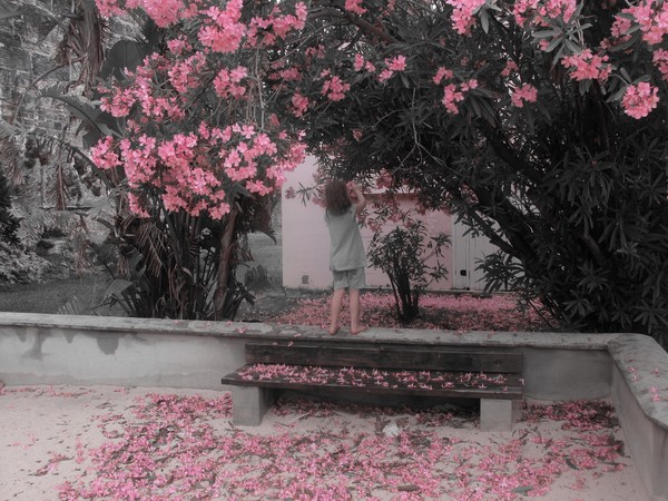 Pink Garden