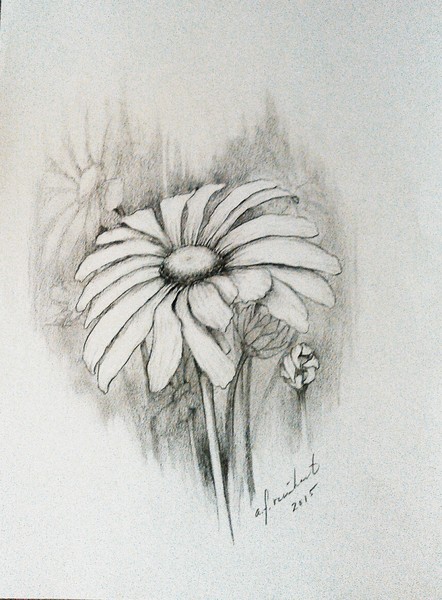 Bloomin Daisy  (& other sketches)