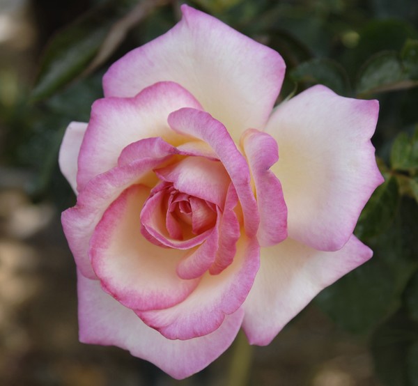 Rose Perfection