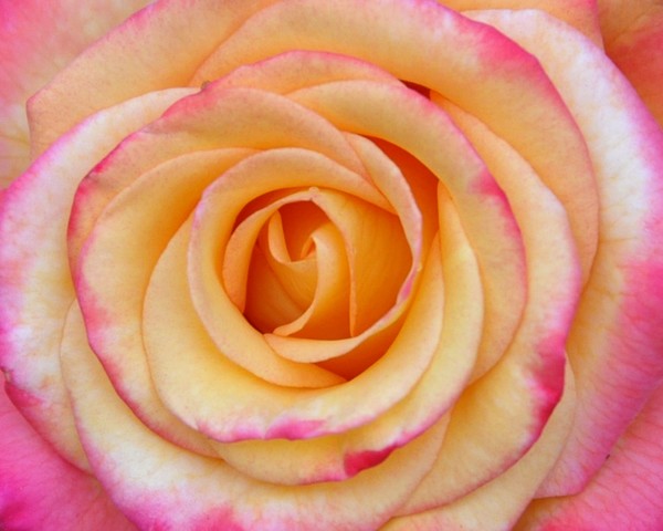 the rose
