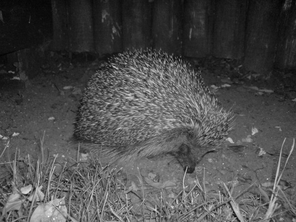 Hedgehog