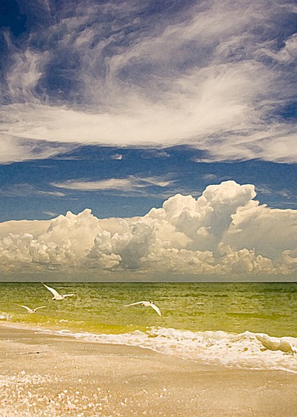 Terns along the beach