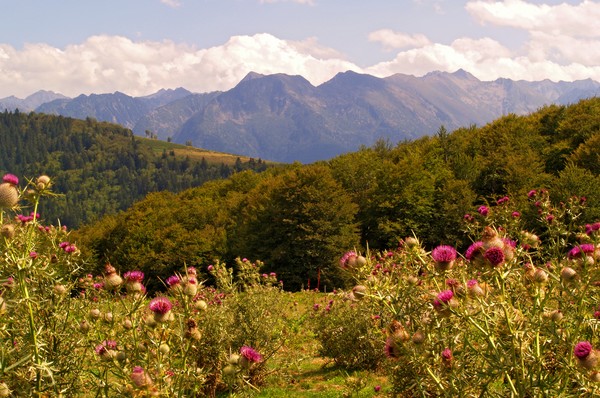 Pyrenees