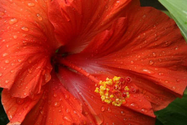 Hibiscus