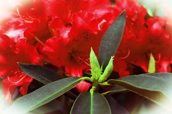 Flowers in Bud-0059