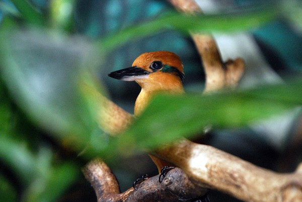 Kingfisher