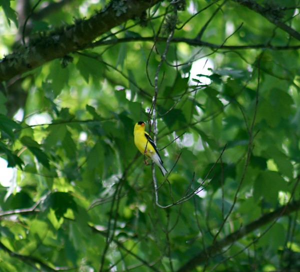 Gold Finch