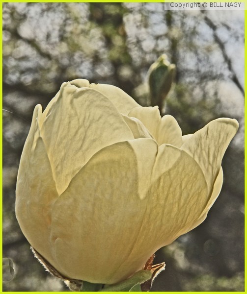 MAGNOLIA BLOSSOM