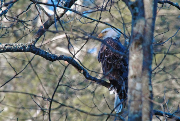 Bald Eagle