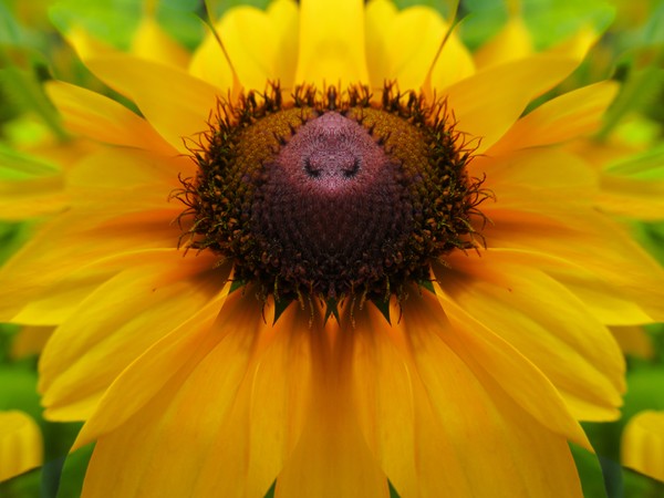 Black Eyed Susan