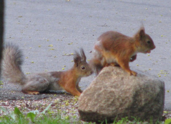 CITY ANIMALS