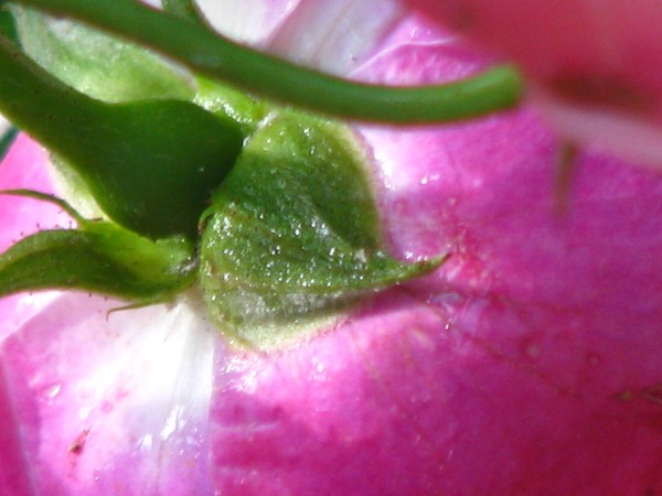 more summer delights