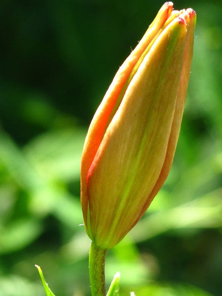 ..emerging to full bloom soon...