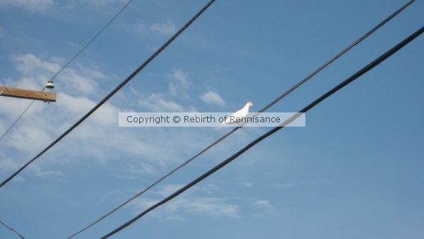 peaceful white dove