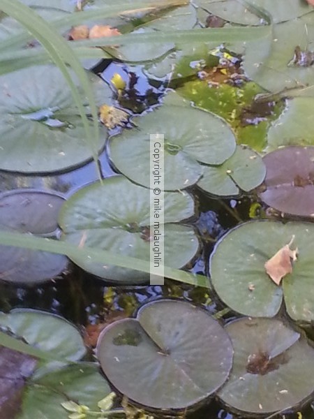 Lilly Pond