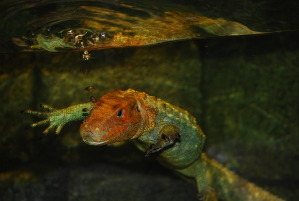 Out for a swim