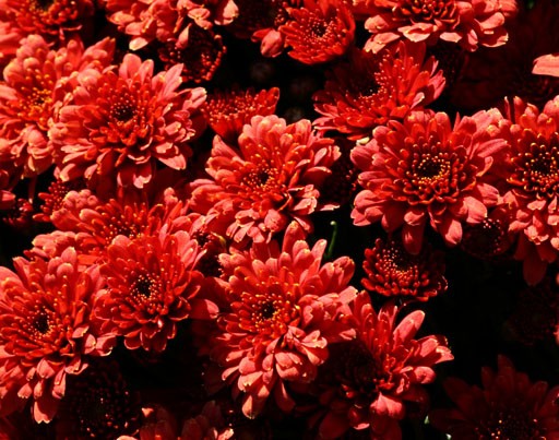 Fiery Barbara Mum