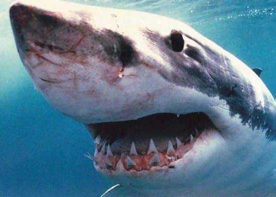 Great White Shark