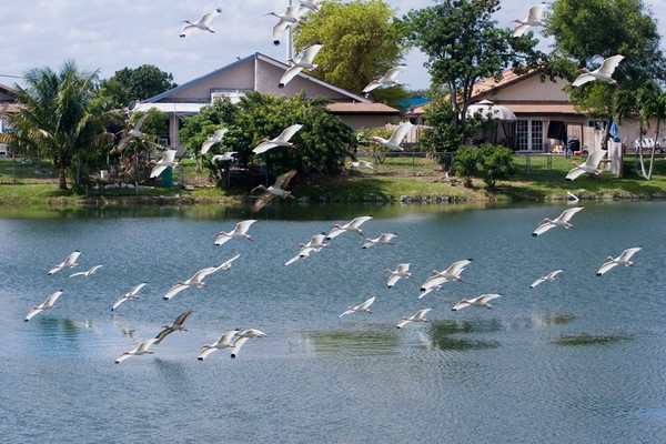Ibis Formation