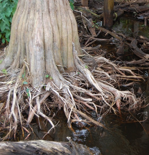 The Old Cypress