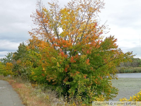 More Fall Colors