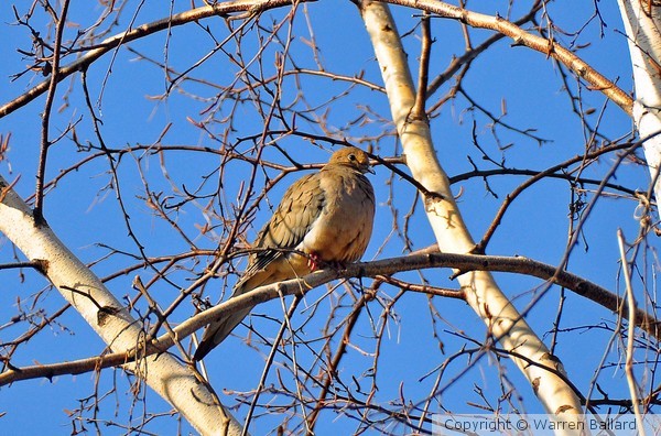Dove 3/31/2013