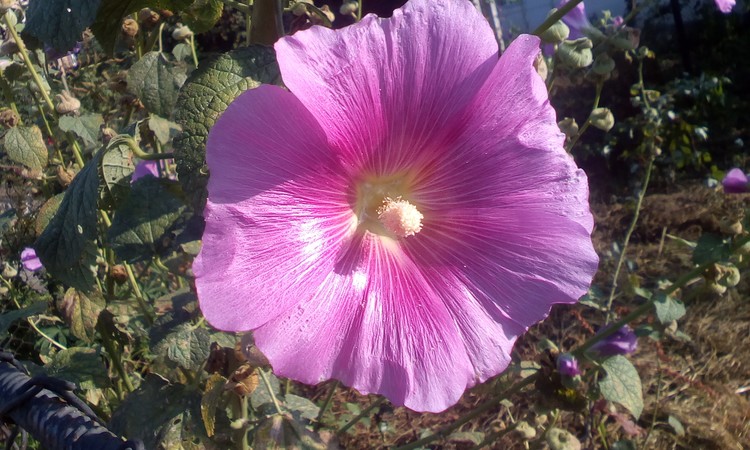 Another pink flower