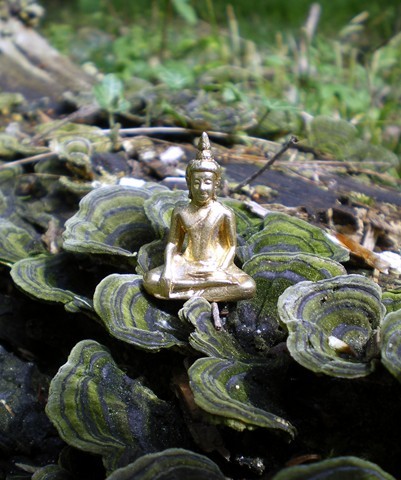 Buddha's Forest  4