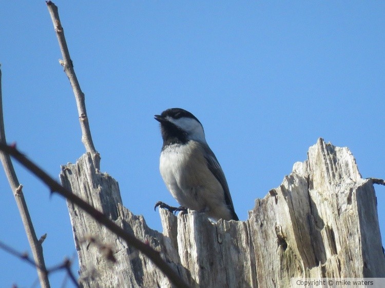 Chickadee