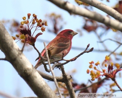 red headed finch