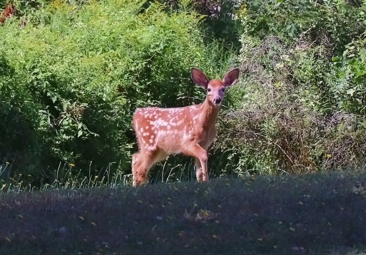 deer fawn