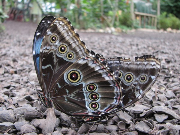 Pair of butterflies