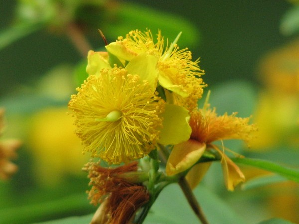 Wild Flowers