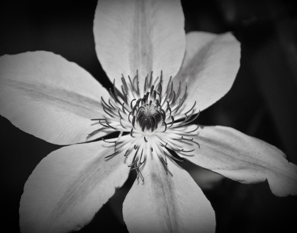 Black & White Flower