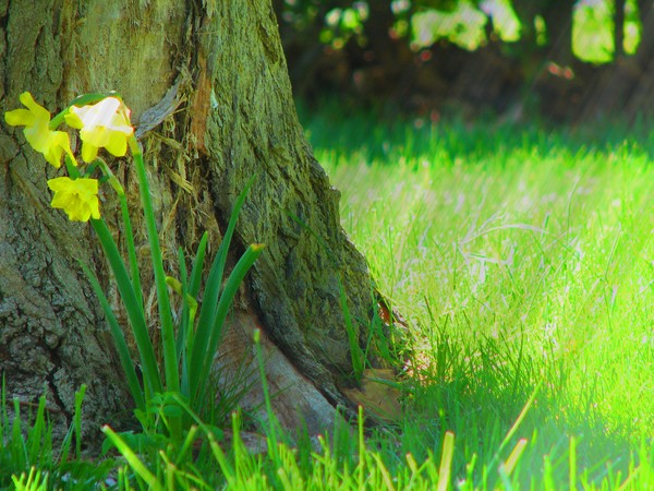 Yellow Flowers and Tree Stump
