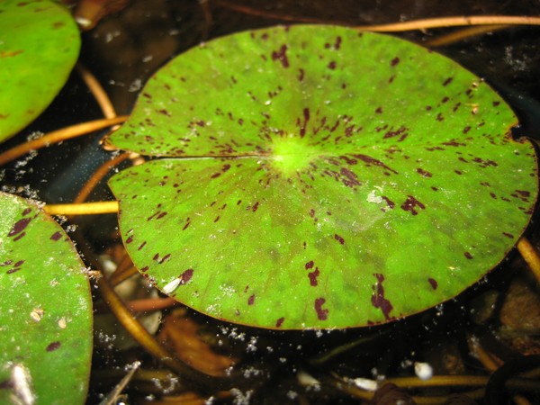 Lily Padacious