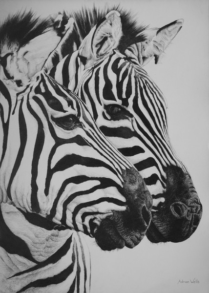 Zebras