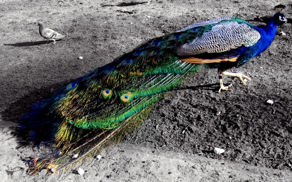 Peacock