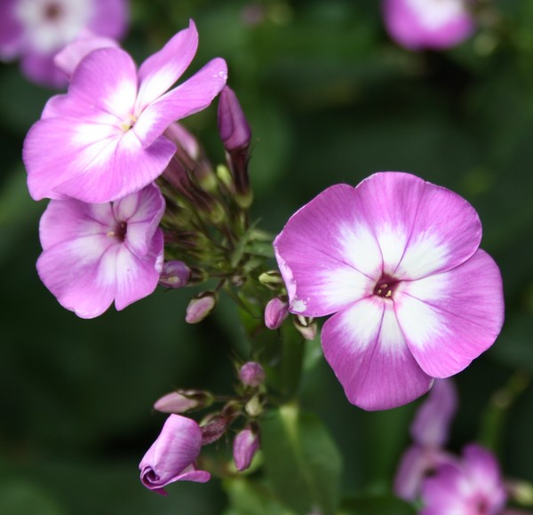 Phlox