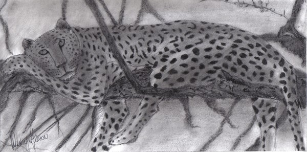 Leopard in the tree
