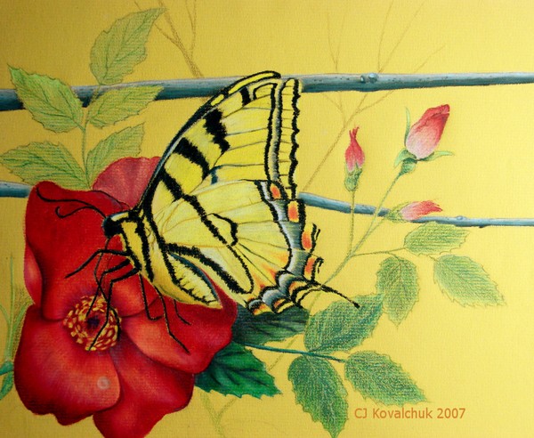 Butterfly Dreams