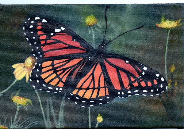 Fragile Wings