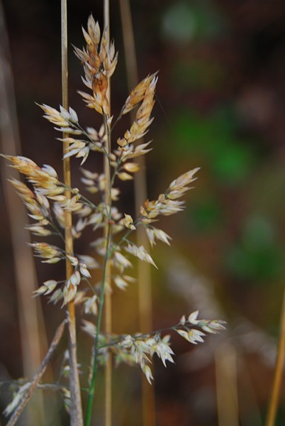 grass