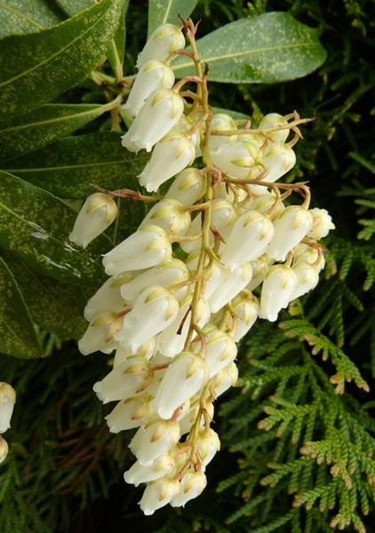 Little bells