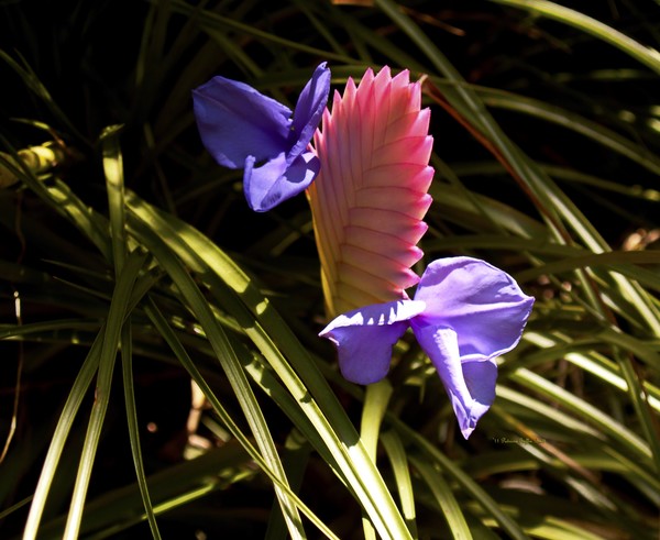 Tillandsia