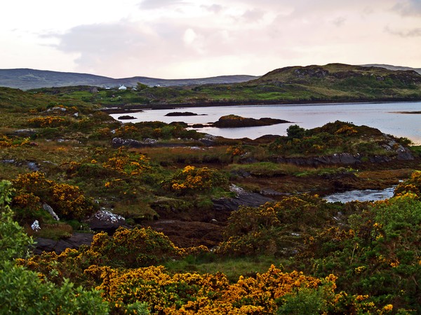 The Gorse It Was ABloomin