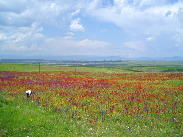 Tulip field