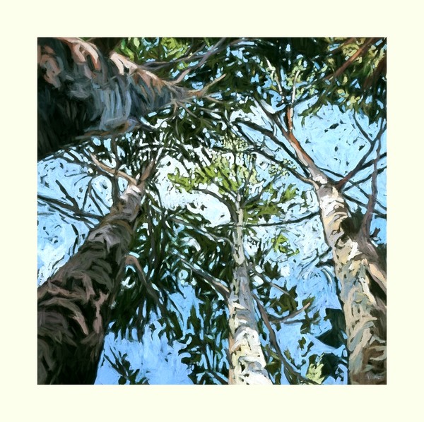 Looking Up