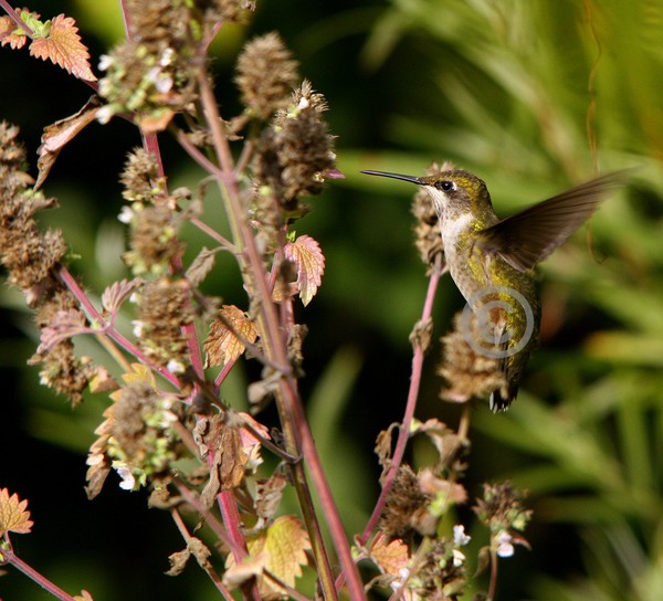 Hummingbird
